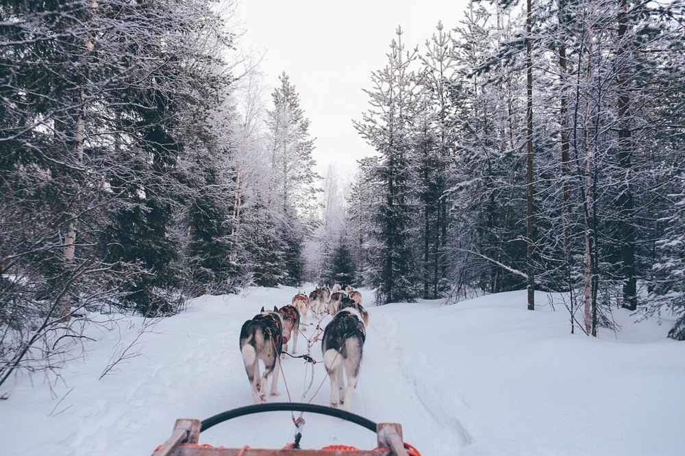 Trineo tirado por perros husky sobre la nieve, una de las actividades de un viaje a Laponia con niños